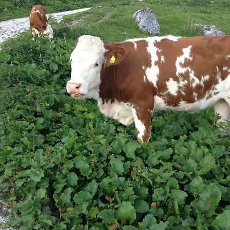 Le Ginestre